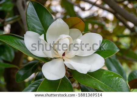 White flower Magnolia on a tree branch