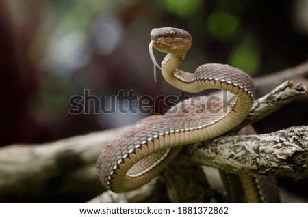 snake pit viper in jungle