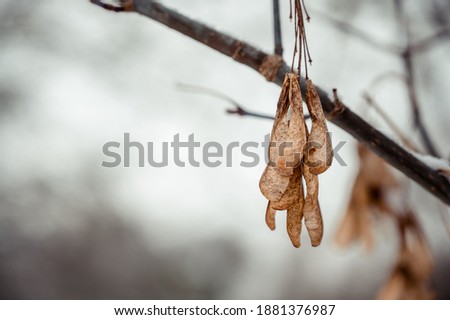ears earrings from a tree on a background of white snow. Hanging on the tree leaves.
