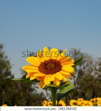 Front view to see The yellow sunflowers are in full bloom and are beautiful in the open field. Along with the blue sky that looks so comfortable on the eyes, relaxes in the moment of seeing
