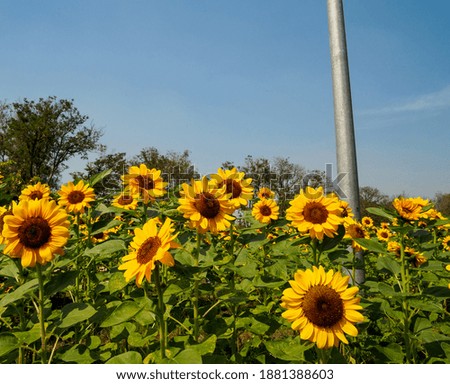 Front view to see The yellow sunflowers are in full bloom and are beautiful in the open field. Along with the blue sky that looks so comfortable on the eyes, relaxes in the moment of seeing