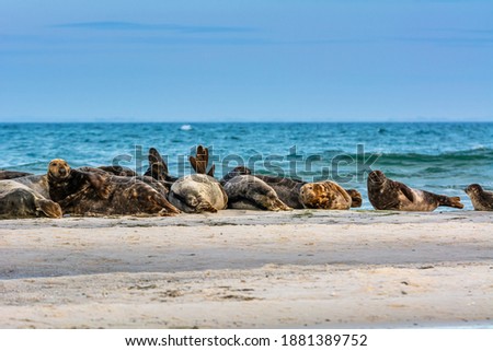 A harbor seal colony resting on a sandbank near the ocean. Picture from Falsterbo in Scania, southern Sweden