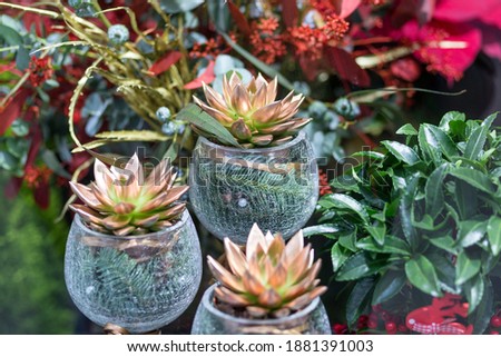 christmas greetings with glass containers and multicolored plants