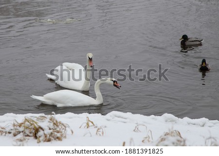 White Swans couple feed on from the water with mallard ducks near snow covered river bank at cold winter day, migrating birds don't want to fly away