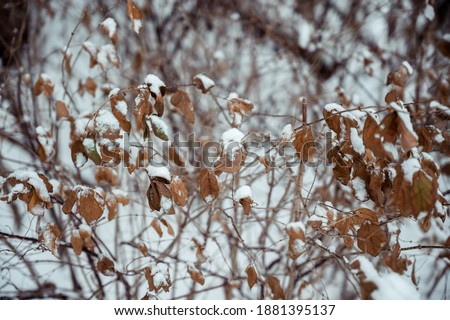 dried Bush in the snow on a white background