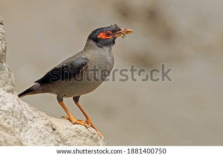  bank myna is a myna found in the northern parts of South Asia.