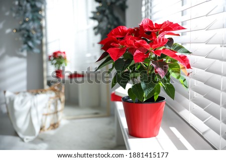Beautiful poinsettia in pot on window sill at home, space for text. Traditional Christmas flower Royalty-Free Stock Photo #1881415177