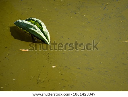 Green lotus leaf in the river with green or black water due to the moss floating above the water surface. Which may cause the water to spoil because the sunlight does not reach the water below
