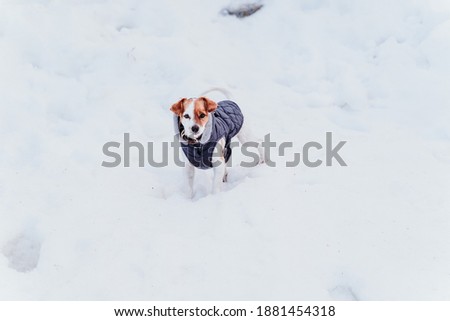 portrait outdoors of a beautiful jack russell dog at the snow wearing grey coat. winter season