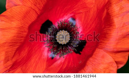 a poppy flower in bloom in a field