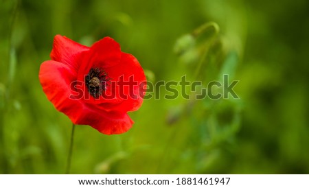 a poppy flower in bloom in a field