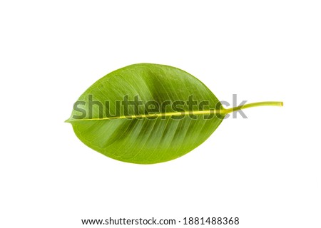 Ficus elastica, rubber fig leaf isolated white background
