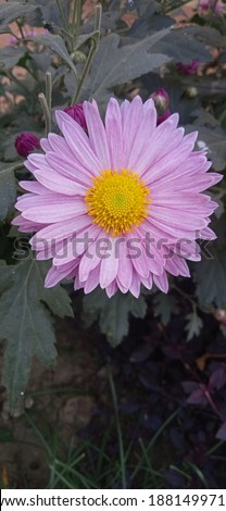 Picture of a purple coloured bright sunflower