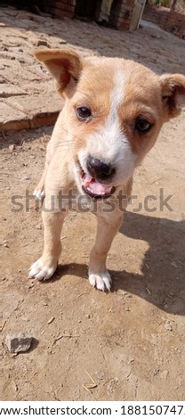 Picture of a brown and white coloured dog showing his mouth