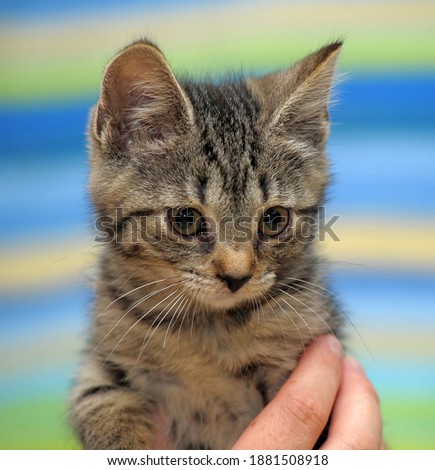 tabby european shorthair kitten in hands close up
