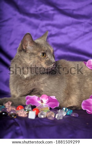 beautiful gray cat with flowers on a purple background