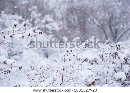 Snow covered trees and bushes in the winter forest. Background with snowy trees and heavy snowfall. Snowflakes on a background of a winter forest. Selective focus.