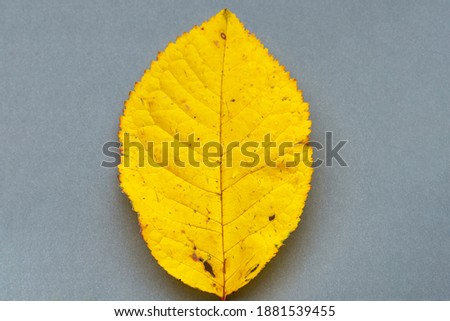 A yellow leaf on a gray background, the two colors chosen by fashion to represent the year 2021