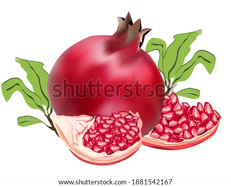 pomegranate fruit illustration vector image and pomegranate seeds