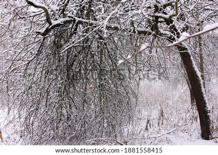 Close-up of with snow covered tree branches in winter park or forest. Selective focus