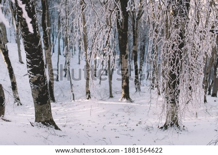 Frozen Trees And Branches In The Sunny Winter Forest
