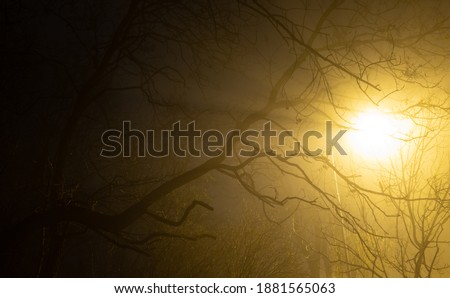 Tree branch's dark silhouette in eerie lamp's light, in fog