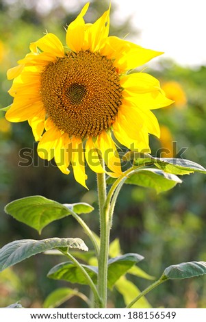 Sunflower in the field, closeup