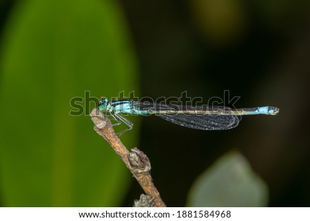 Blue-tailed damselfly sitting on a branch. Blue dragonfly macro photography on a dark green background.