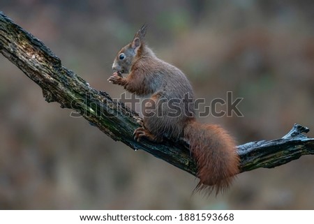 Eurasian red squirrel (Sciurus vulgaris) eating a hazelnut on a branch in the forest of the Netherlands. Green background.