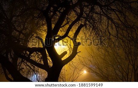 Late evening, night in park, mysterious tree's shape with foggy street light in background