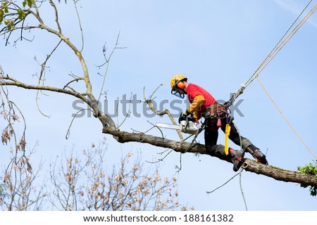 An arborist cutting a tree with a chainsaw  Royalty-Free Stock Photo #188161382