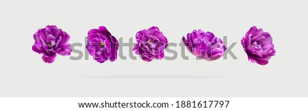 Various buds and petals of purple tulip on light gray background. Creative floral composition with tulips. Spring blossom concept, nature layout, greeting card for 8 March mothers Day Valentine's day Royalty-Free Stock Photo #1881617797