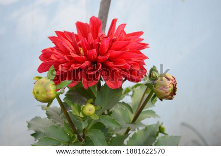 Red coloured dahlia flower with buds on a dahlia plant in a house garden. Beautiful bright fresh and fragrant.