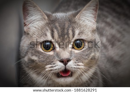 a beautiful, cute cat with yellow eyes and protruding tongue, looks like a smile. Close-up of the muzzle. horizontal photo. The photo is artistically processed. A pet with a funny expression.