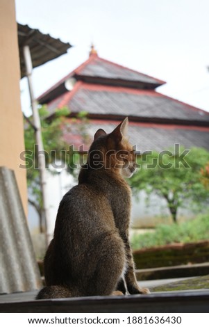 a photo of a brooding cat at the door