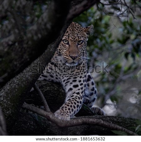 A magnificent leopard sitting in the shade of greenery peeks out from behind the trunk of a gray tree