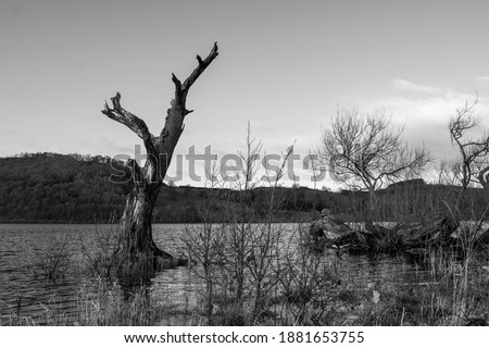 Dead tree trunk rotting away in Lake Ullswater in the Lake District