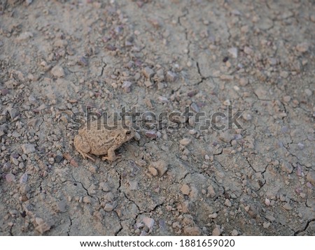 A woodhouse toad photographed from above on parched ground in Badlands National Park in South Dakota.