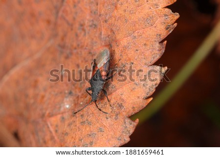 Colse up of Lime Seed Bugs (Oxycarenus lavaterae). It is an invasive species of bedbug in Europe.