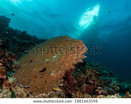 The Coral reef in underwater of Andaman Sea Thailand