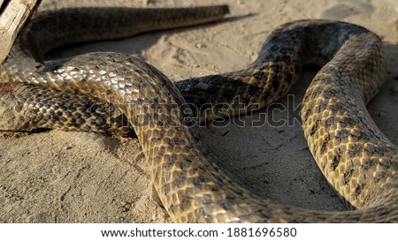 checkered keelback (Fowlea piscator), also known commonly as the Asiatic water snake closeup 