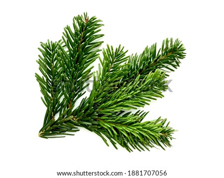 Branch of a Christmas tree isolated on a white background.  Top view, flat lay, close-up.  Christmas or New Year background.