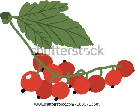 Vector illustration of redcurrant bunch with leaf. Doodle flat style red ribes branch. Simple concept of healthy tasty ribe red berries for sticker, print, grocery. Trendy hand drawn vintage design. Royalty-Free Stock Photo #1881713689