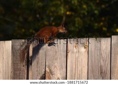 Red squirrel on the fence