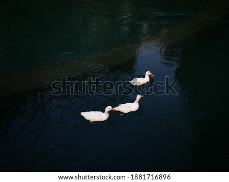 Three cute ducks swimming in the river.