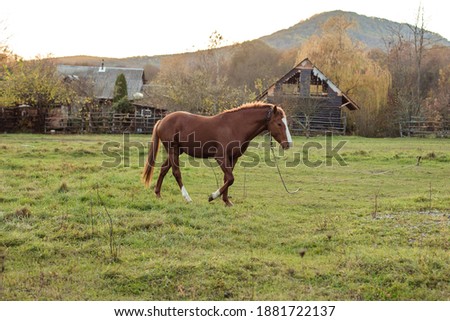 Beautiful brown horse grazing on fresh grass on fenced farmland