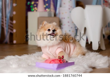Pomeranian spitz celebrating birthday with cake