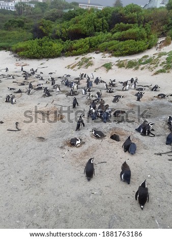Penguin colony on a sandy beach