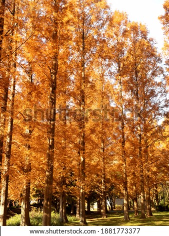 Brightly yellow leaves of Metasequoia. Taken at Mizumoto Park in Tokyo.
