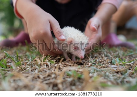 baby porcupine, animal wildlife, hedgehog
